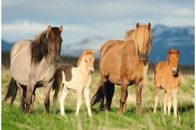 Family of Horses, 200 db