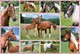 Szép lovak puzzle, 150 db-os