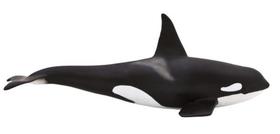 mojö - Kardszárnyú delfin