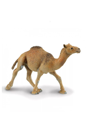 Teve- Dromedary Camel Safari