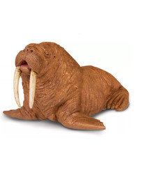 Rozmár - Walrus -  Safari