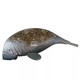 EUGY Manatee