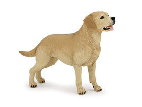 Labrador