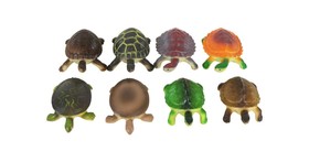 Mini teknős - több féle