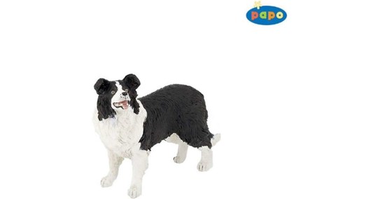 Border collie 54008