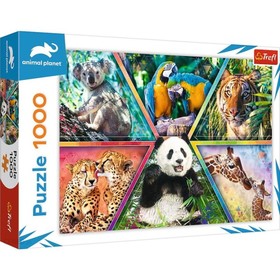 Animal Planet: Állati királyságok 1000db-os puzzle - Trefl